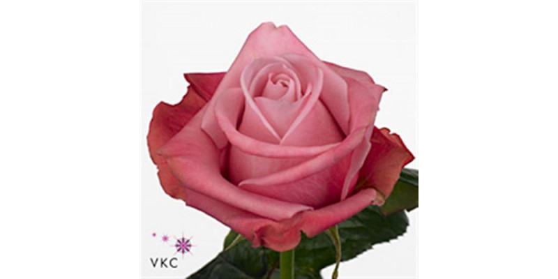 Rose Gr Deep Water 70cm A1