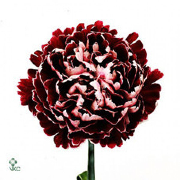 Dianthus St Minerva 65cm A1 Col-Burgundy