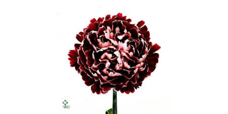 Dianthus St Minerva 65cm A1 Col-Burgundy