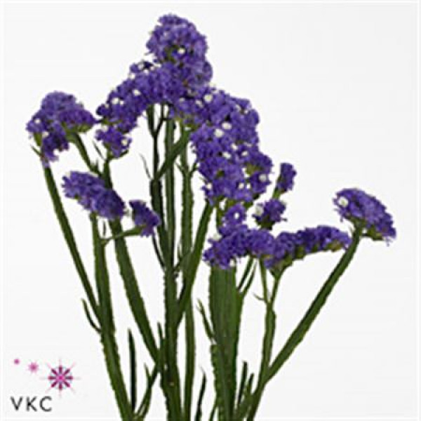 Limonium S Ocean Sun Bird 70cm A1 Col-Blue