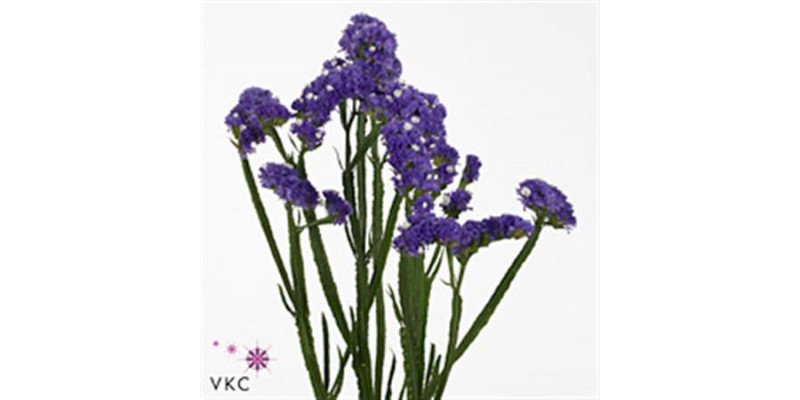 Limonium S Ocean Sun Bird 70cm A1 Col-Blue