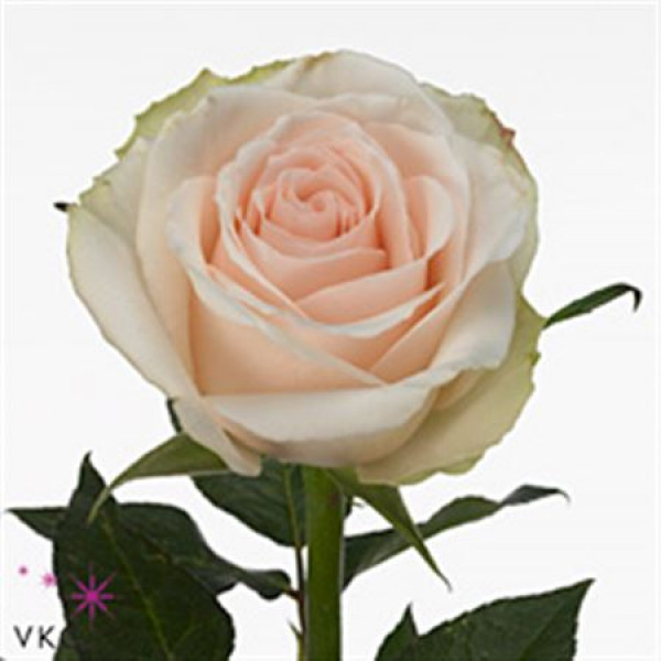 Rose Gr High & Bridal 60 A1White Pink