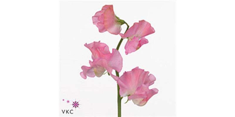 Lathyrus Wi Sunsh Pink 40 A1Pink