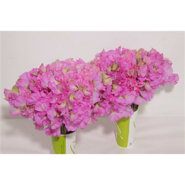 Lathyrus Wi Sun Rose 45cm A1 Col-Pink