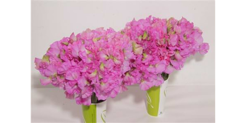 Lathyrus Wi Sun Rose 45cm A1 Col-Pink