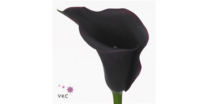 Zanthedeschias (Calla Lilly) Capt Carrera 65cm A1