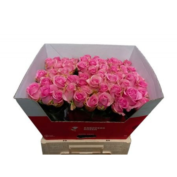 Rose Gr Wham Imp 40cm A1