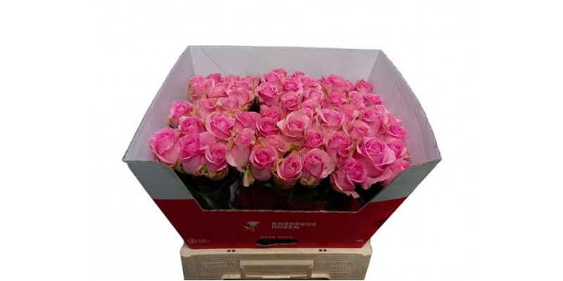 Rose Gr Wham Imp 40cm A1