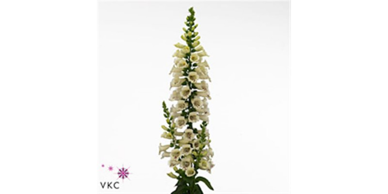 Digitalis Cream 90cm  Col-Cream