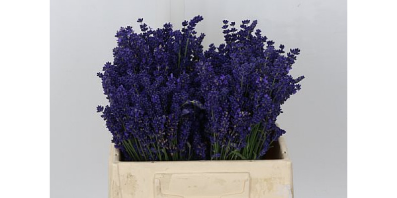 Lavandula Angust Bos 40cm A1