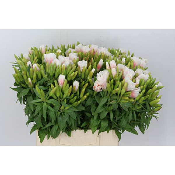 Clarkia Am Gr White 70cm A1