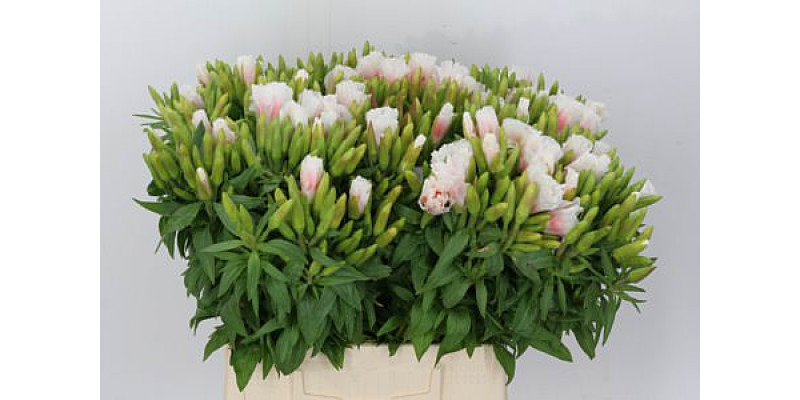 Clarkia Am Gr White 70cm A1