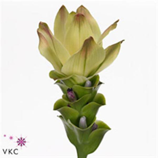 Curcuma Al Siam Sitrone 50cm A1