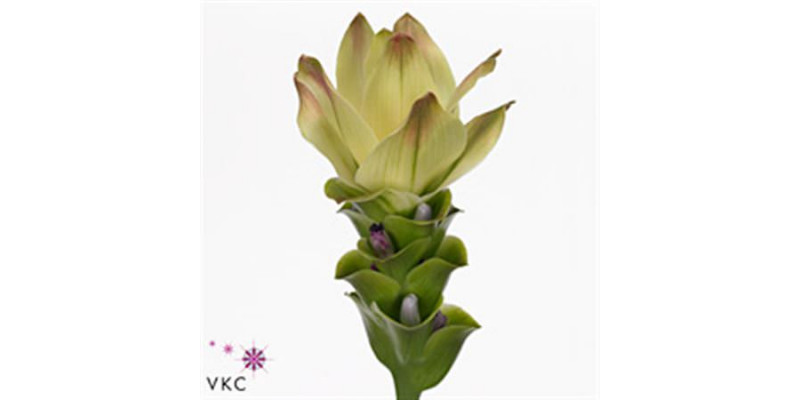 Curcuma Al Siam Sitrone 50cm A1