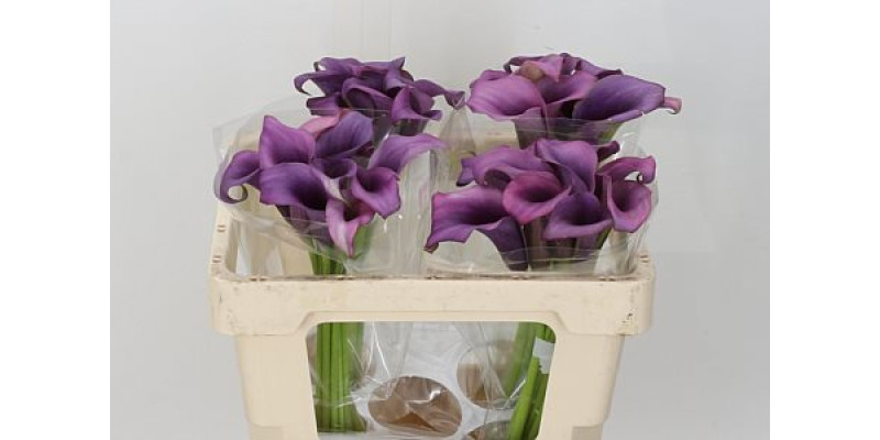 Zanthedeschias Calla Lilly Paco 70 cm A1