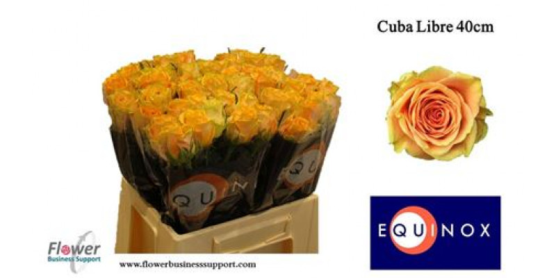 Rose Gr Cuba Libre 40cm A1