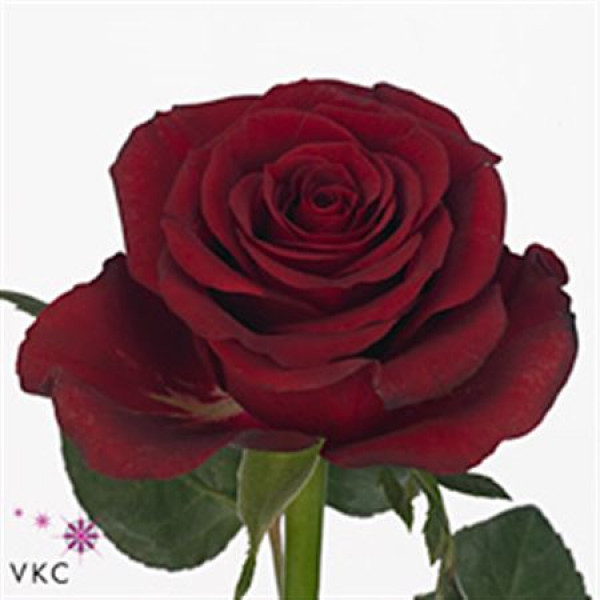 Rose Gr Burgundy 40cm A1