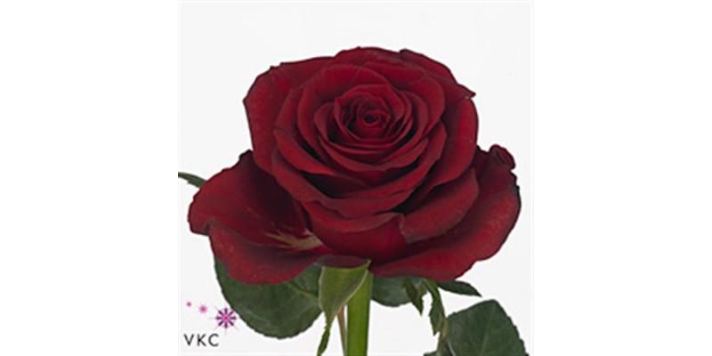 Rose Gr Burgundy 70cm A1