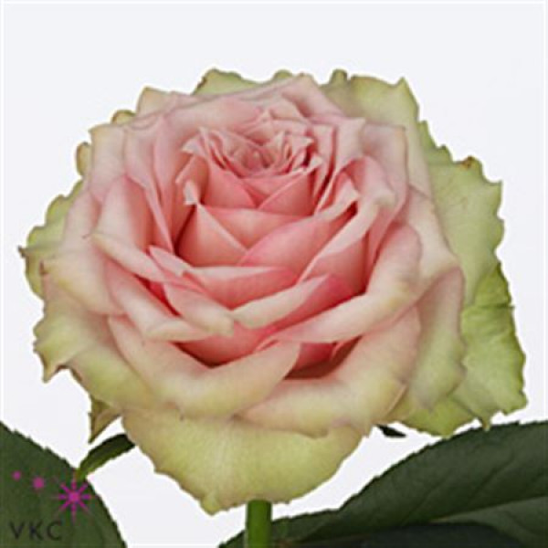 Rose Gr Dreamland 60cm A1