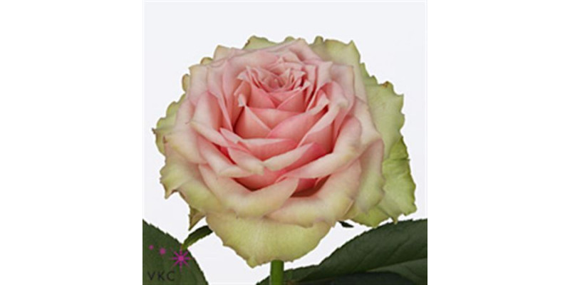 Rose Gr Dreamland 70cm A1