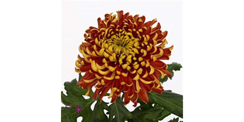 Chrysanthemums G Tom P Dark 70cm A1 Col-Copper