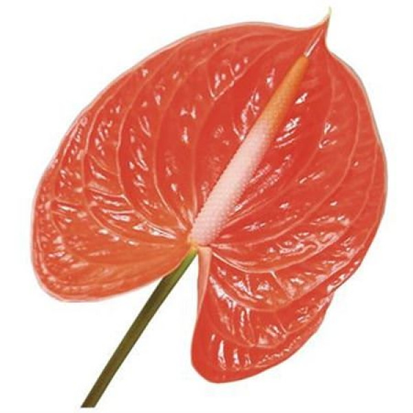 Anthurium Summer X10 10cm 10