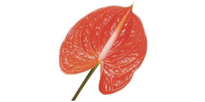 Anthurium Summer X10 10cm 10