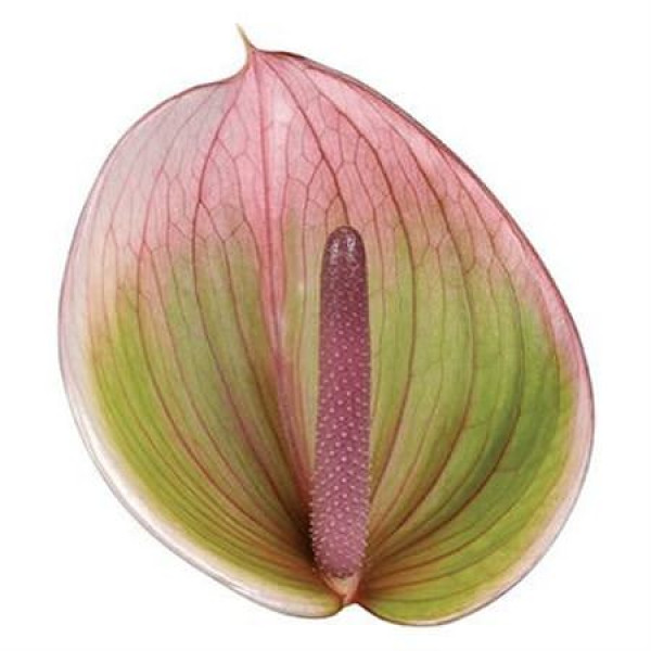 Anthurium Peruzzi X10 10cm 10 Col-Pink