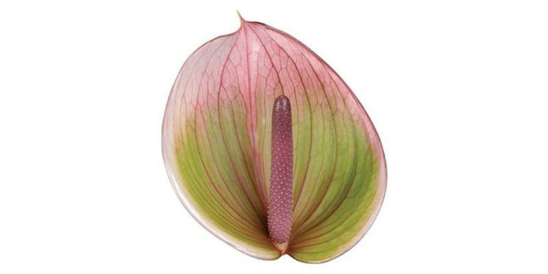 Anthurium Peruzzi X10 10cm 10 Col-Pink