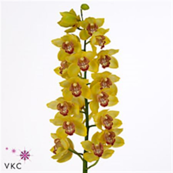 Orchid Cymb T Yellow Monica 60cm A1 Col-Yellow