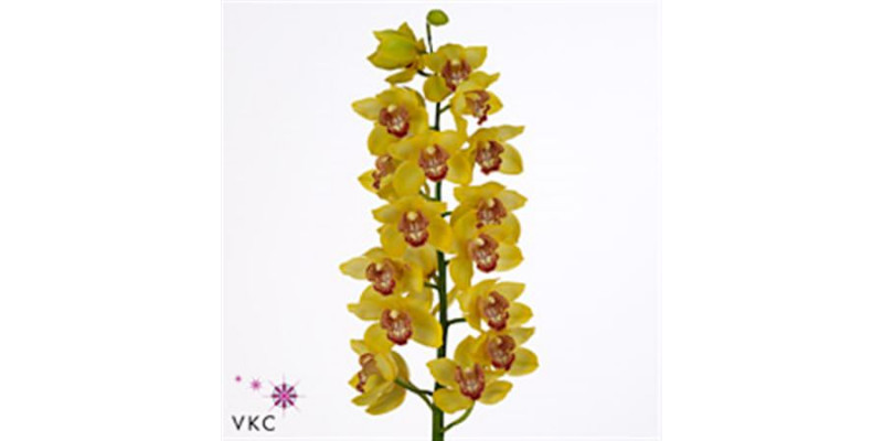 Orchid Cymb T Yellow Monica 60cm A1 Col-Yellow
