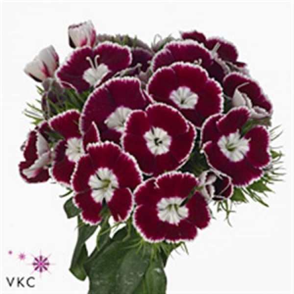 Dianthus Barb King Bre 40 A1Bicolor