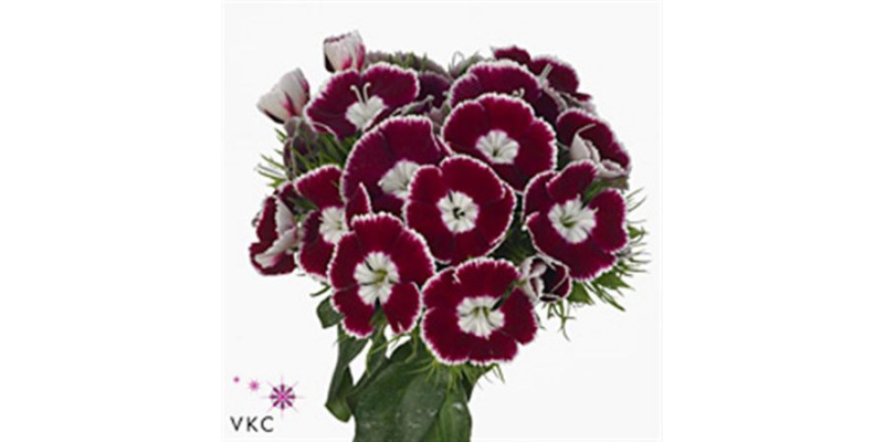 Dianthus Barb King Bre 40 A1Bicolor