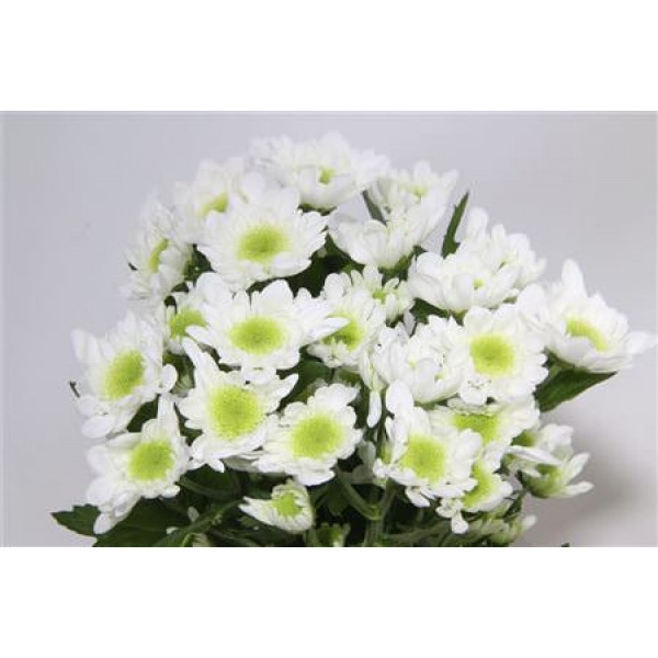 Chrysanthemums T Radost 70cm A1 (Valentine Pre Order)