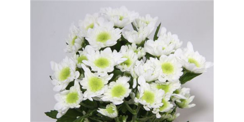 Chrysanthemums T Radost 70cm A1 (Valentine Pre Order)