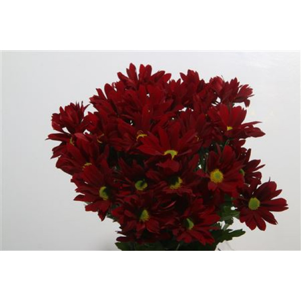 Chrysanthemums T Merlot 60cm  Col-Red