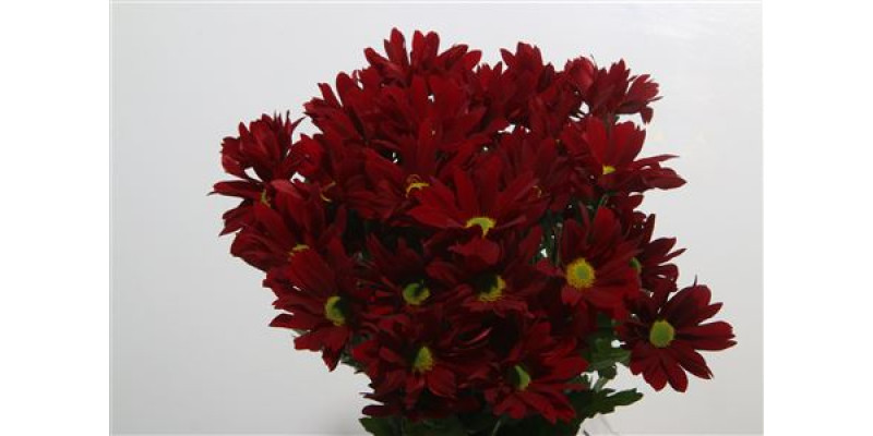Chrysanthemums T Merlot 60cm  Col-Red