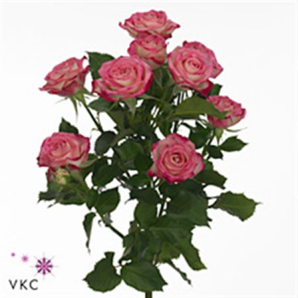 Rose Tr Safina 40cm A1