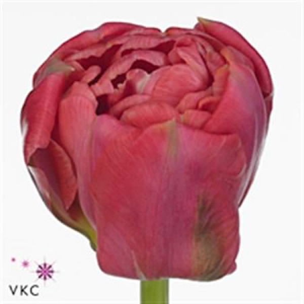 Tulips Du Adore 36cm A1 Col-Cerise