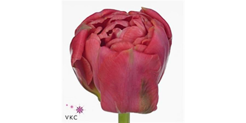 Tulips Du Adore 36cm A1 Col-Cerise