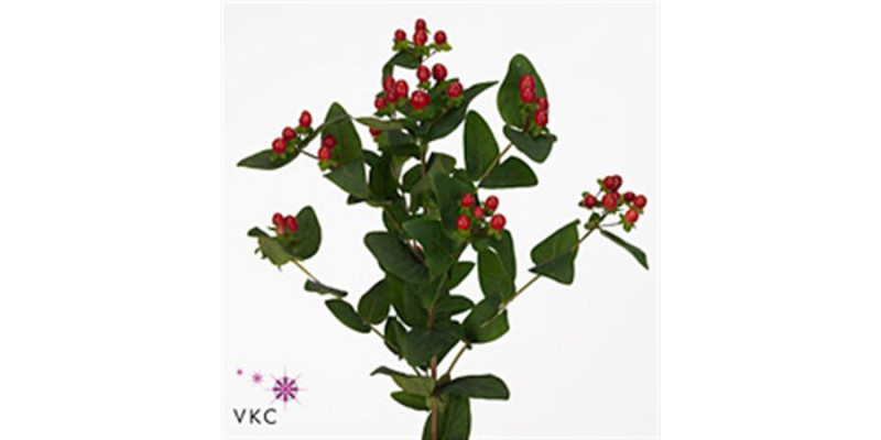 Hypericum True Romance A1 Col-Red