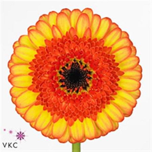 Germini Decora Emmer X80 Met Hoes 50cm A1 (Valentine Pre Order)