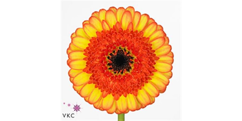 Germini Decora Emmer X80 Met Hoes 50cm A1 (Valentine Pre Order)