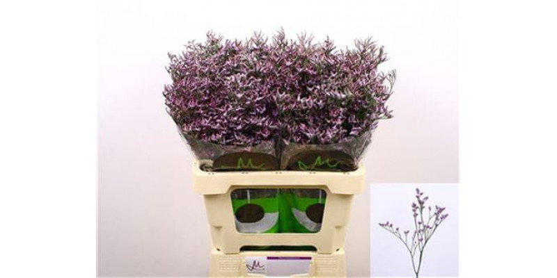 Limonium Saf Lilac 60cm A1