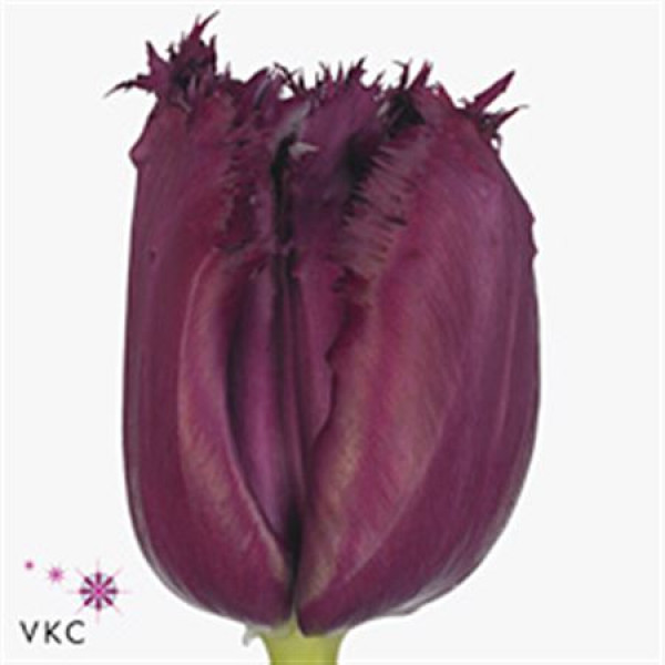 Tulips Freesias Gorilla 60 A1Purple