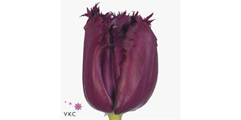 Tulips Freesias Gorilla 60 A1Purple