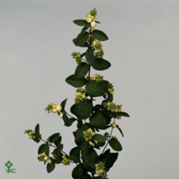 Symphoricarpos White 60cm  Col-Brown