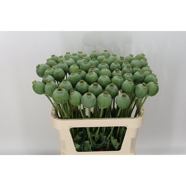 Papaver Bowling Ball 80cm  Col-Gray