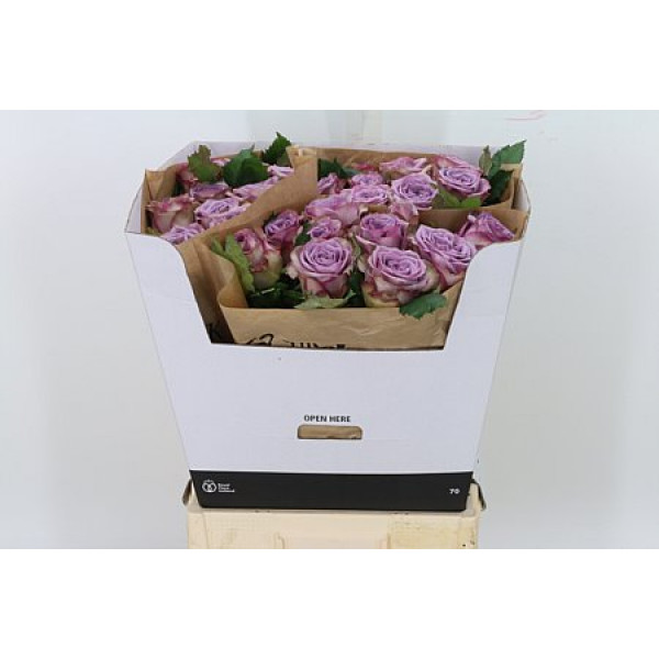 Rose Gr Vip Dolcetto 70cm A1