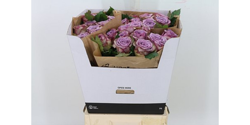 Rose Gr Vip Dolcetto 70cm A1